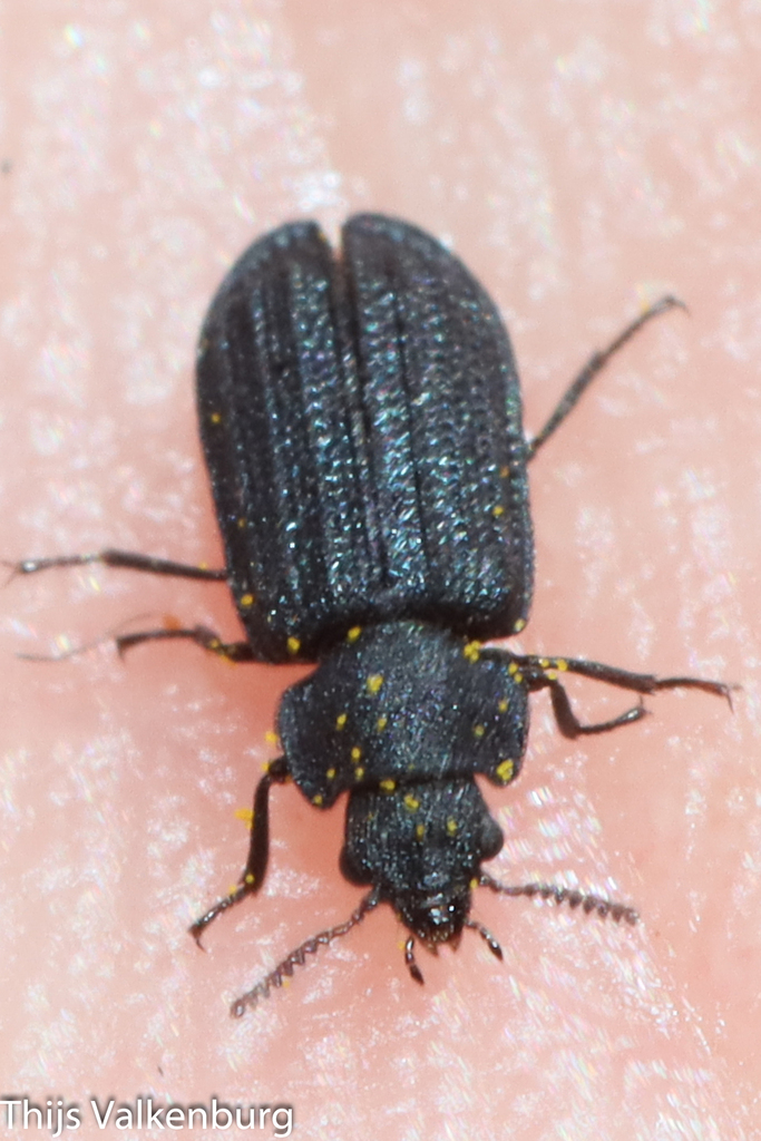 Falsomelyris granulata