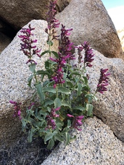 Penstemon clevelandii