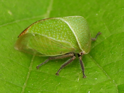 Tortistilus inermis