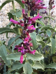 Penstemon clevelandii