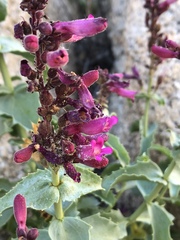 Penstemon clevelandii