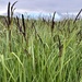 Carex acutiformis - Photo (c) Sebastian J. Dunkl, algunos derechos reservados (CC BY-NC), subido por Sebastian J. Dunkl