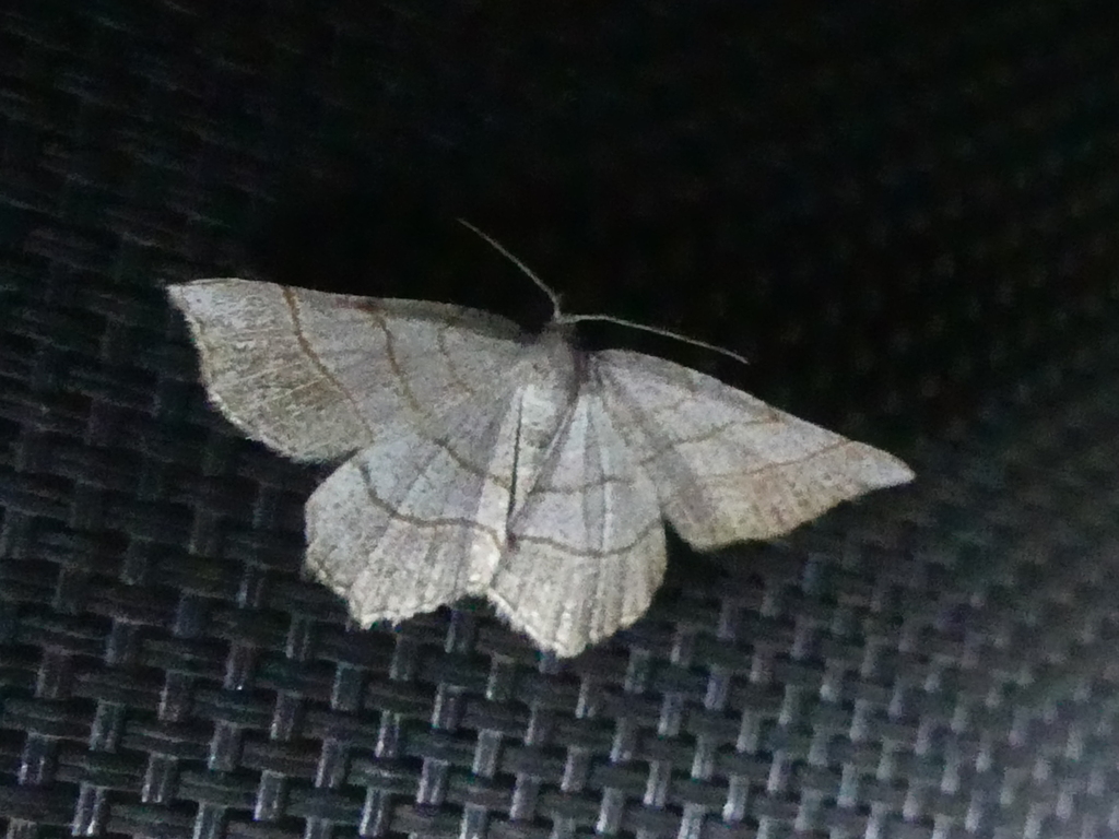 Brown-bordered Geometer Moth