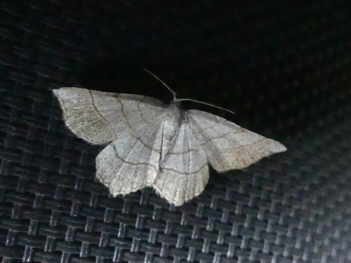 Brown-bordered Geometer Moth
