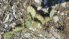 Opuntia rastrera