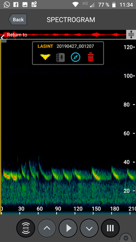 Northern Yellow Bat (Lasiurus intermedius), a species recorded in Texas