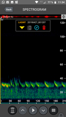 Lasiurus intermedius