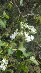 Cnidoscolus multilobus