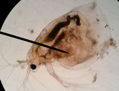 Simocephalus