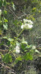 Cnidoscolus multilobus