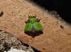 Parasa herbina - Photo (c) Carlos Schmidtutz, some rights reserved (CC BY-NC), uploaded by Carlos Schmidtutz