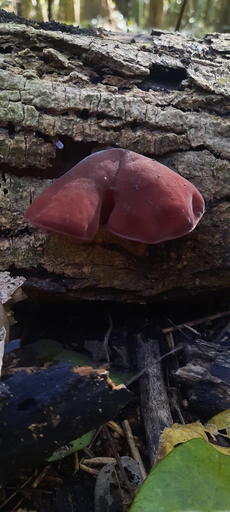 Auricularia fuscosuccinea · May 2024 · photo: © noeliamedina89 (iNaturalist, cc0)