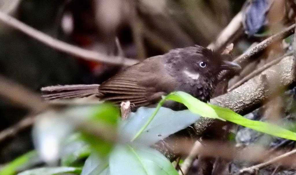 Nonggang Babbler photo