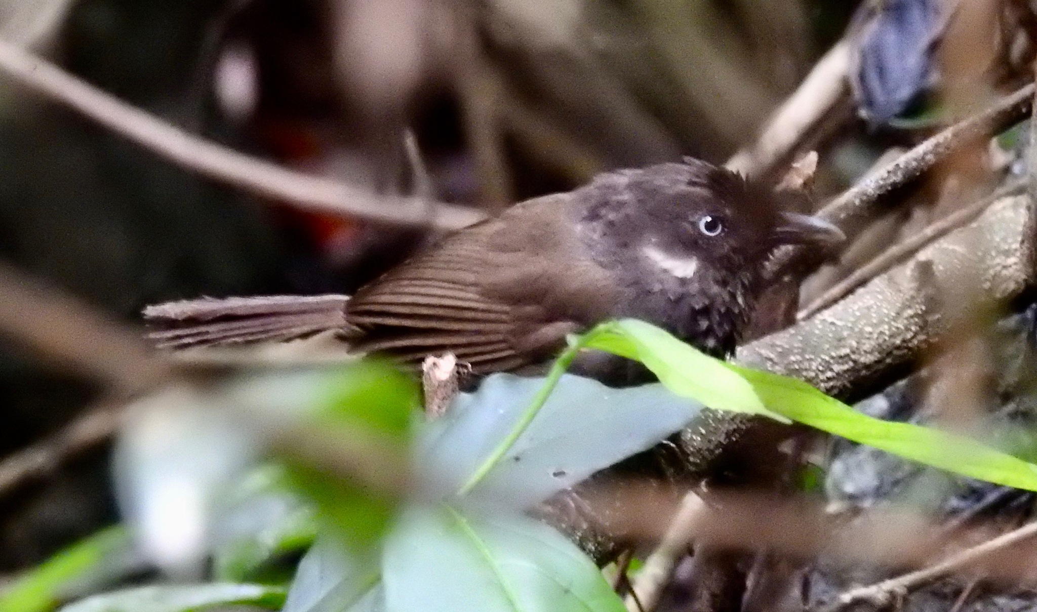 Nonggang Babbler (Stachyris nonggangensis)