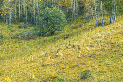 Cervus canadensis sibiricus