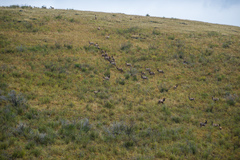 Cervus canadensis sibiricus