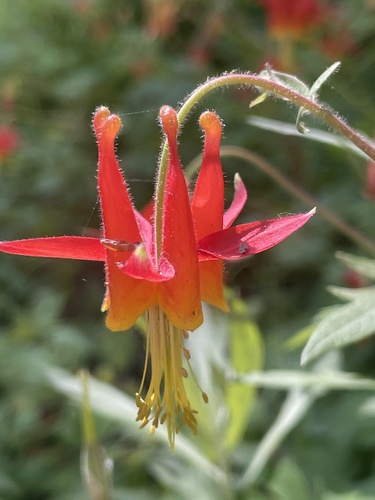 iNaturalist observation photo of western columbine