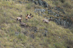 Cervus canadensis sibiricus