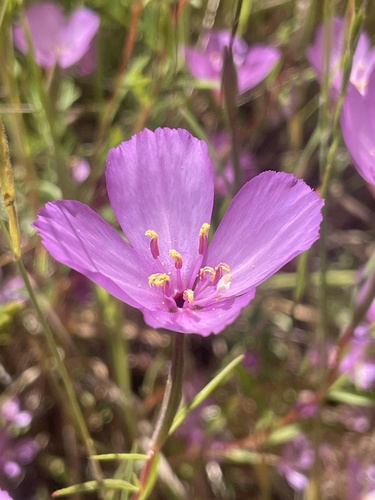 iNaturalist observation photo of slender clarkia