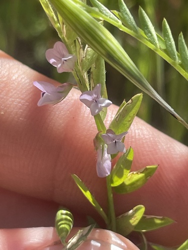 iNaturalist observation photo of Two-seeded vetch