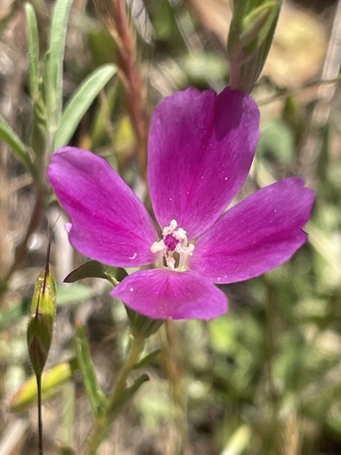 iNaturalist observation photo of Winecup Clarkia
