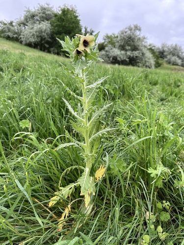 black henbane