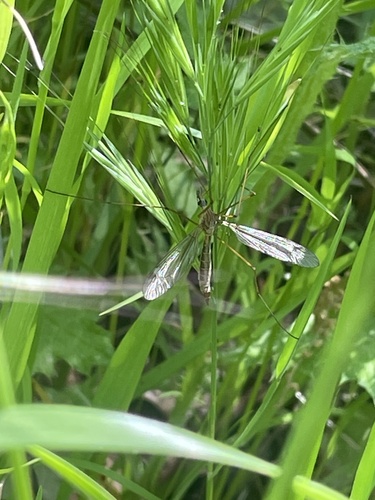 iNaturalist observation photo of Common Crane Flies