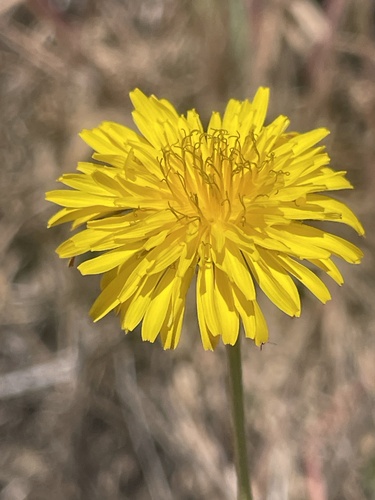 iNaturalist observation photo of Beaked Hawksbeard