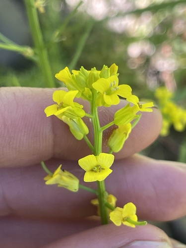 iNaturalist observation photo of bitter wintercress