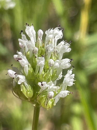 iNaturalist observation photo of Longhorn Seablush