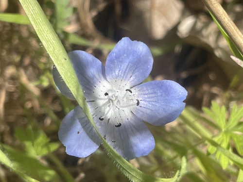 iNaturalist observation photo of Menzies' baby blue eyes