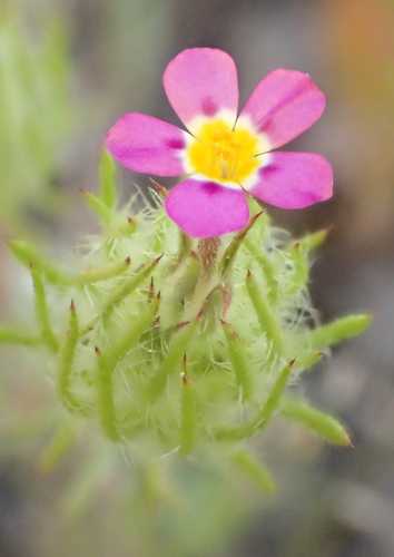 iNaturalist observation photo of Whiskerbrush
