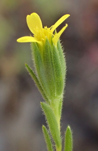 iNaturalist observation photo of wirestem