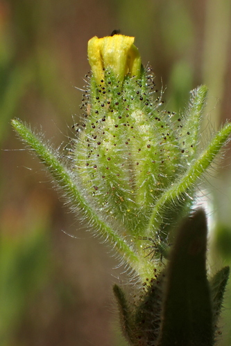 iNaturalist observation photo of grassy tarweed