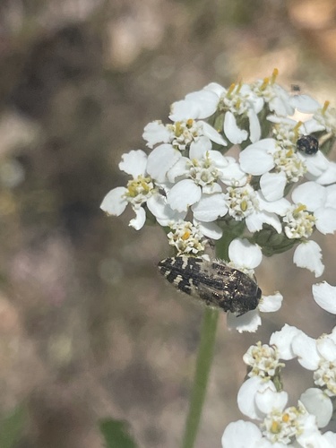 iNaturalist observation photo of Acmaeodera hepburnii