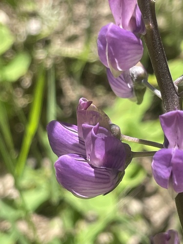 iNaturalist observation photo of Broadleaf Lupine