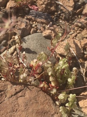 Callipeltis cucullaris
