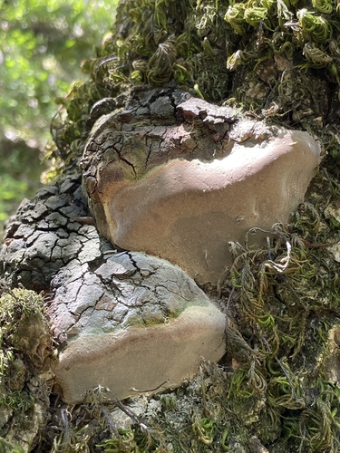 iNaturalist observation photo of Shelf Fungi