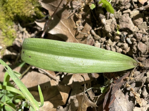 iNaturalist observation photo of White Globe Lily