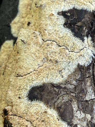 iNaturalist observation photo of Yellow Toothcrust
