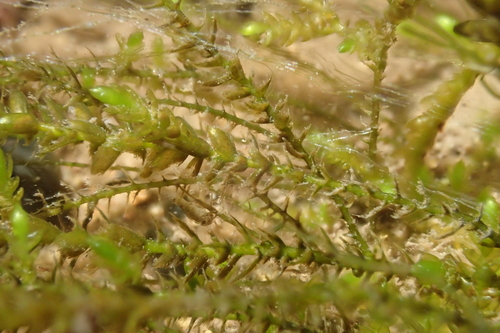 iNaturalist observation photo of Plants
