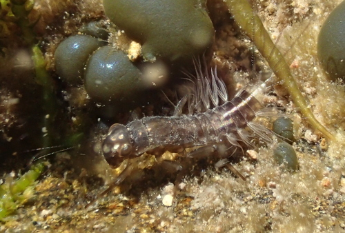 iNaturalist observation photo of Prong-gilled Mayflies