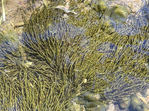 iNaturalist observation photo of Lemanea fluviatilis