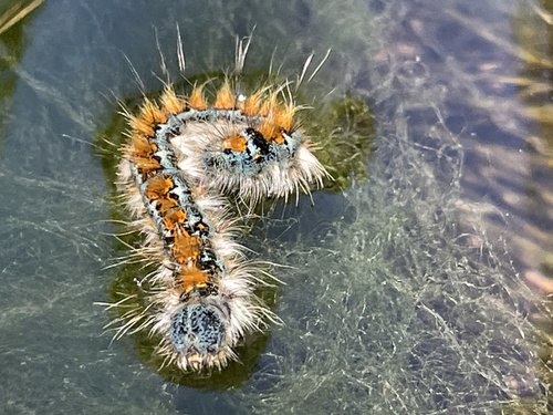 iNaturalist observation photo of Pacific Tent Caterpillar