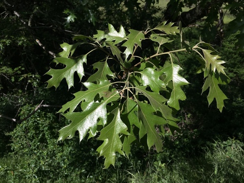 iNaturalist observation photo of California black oak