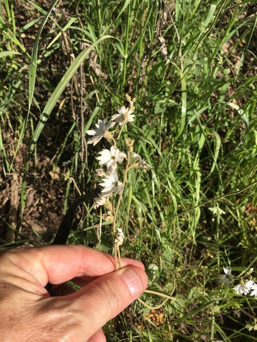 iNaturalist observation photo of San Francisco woodland-star