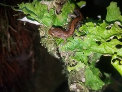 Pseudoeurycea juarezi