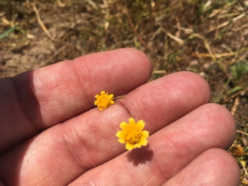 iNaturalist observation photo of goldfields