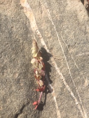 Callipeltis cucullaris