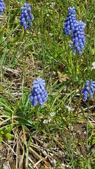 Muscari botryoides
